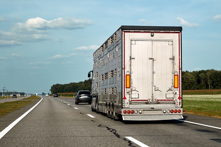 ciężarówka transportująca bydło